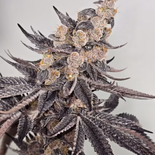 A close up of a plant