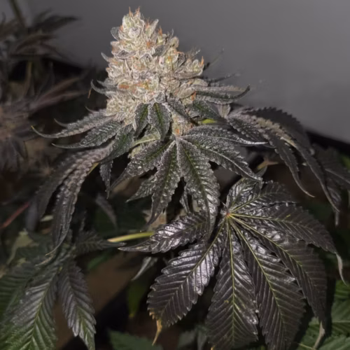 A plant with a bud