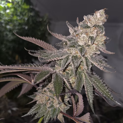 A plant with leaves and a blurry background